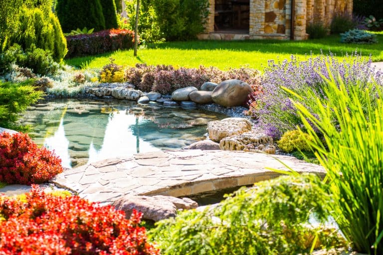 Créer un jardin d’eau : le style, la faune et la flore