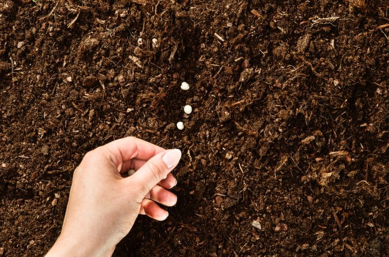 La récolte des graines de jardin
