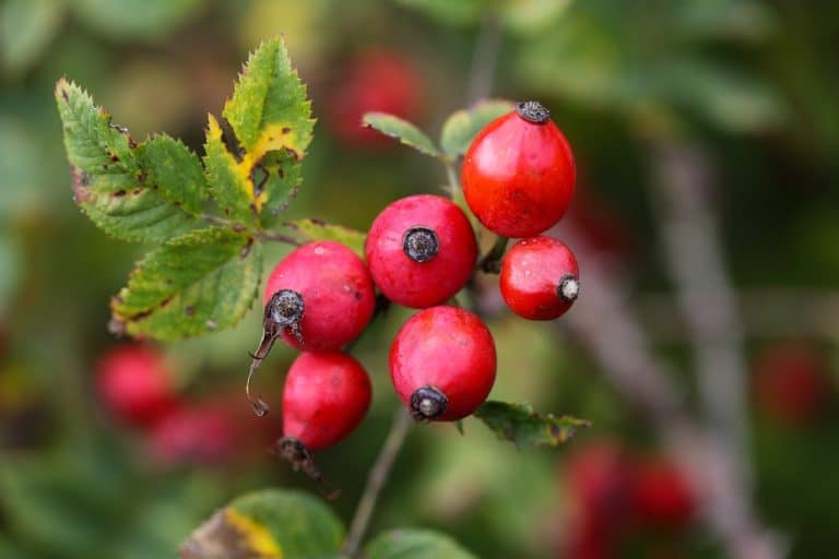 Le choix d’une haie fruitière