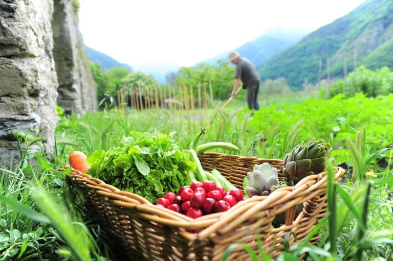 La fantaisie des légumes du potager