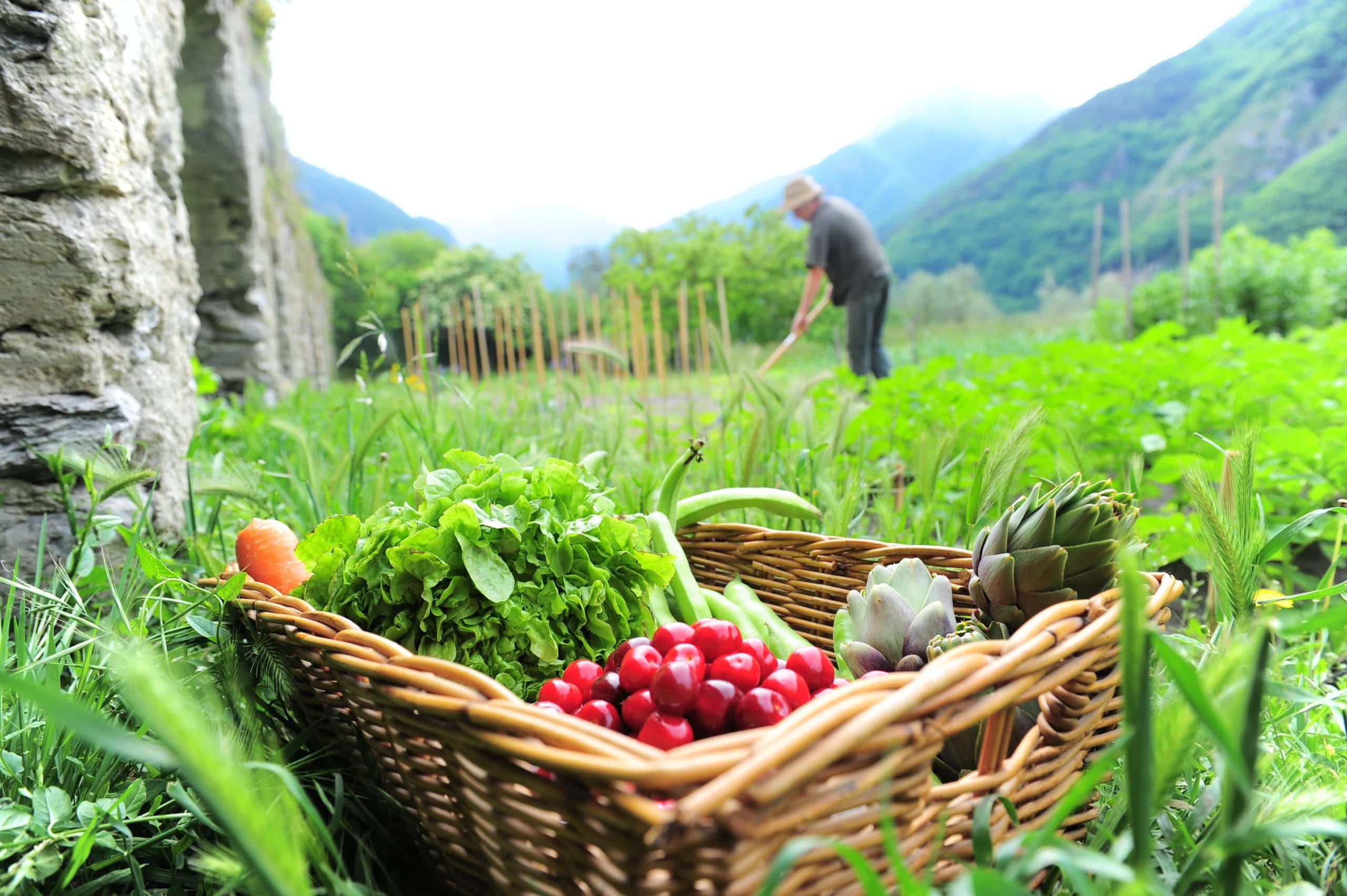 La fantaisie des légumes du potager