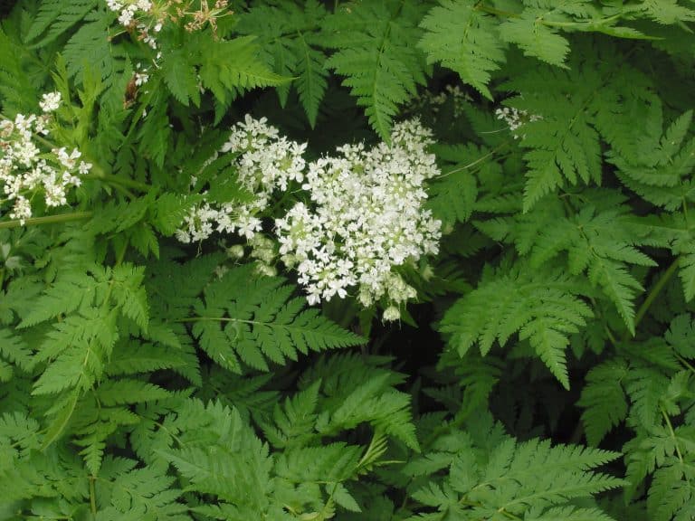 Cultiver des plantes condimentaires dans votre jardin