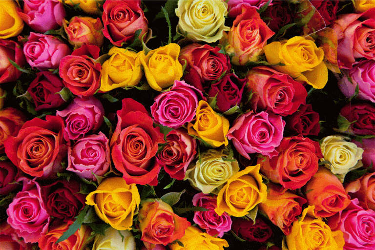Planter des fleurs bonnes à manger dans votre potager