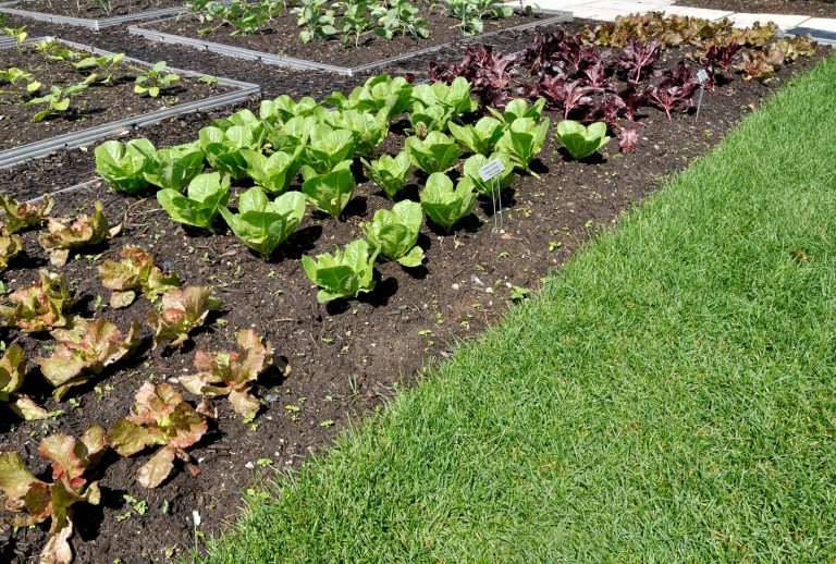 Choix des légumes en fonction du sol