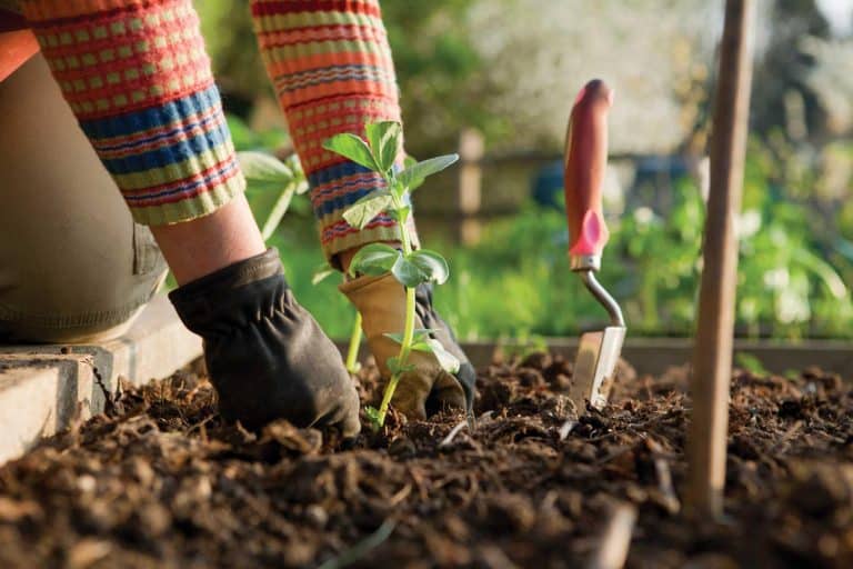 Comment se lancer dans le jardinage ?