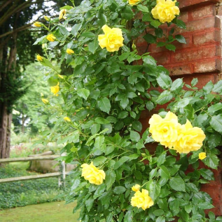 Jardin d’ornement : choisir vos plantes grimpantes