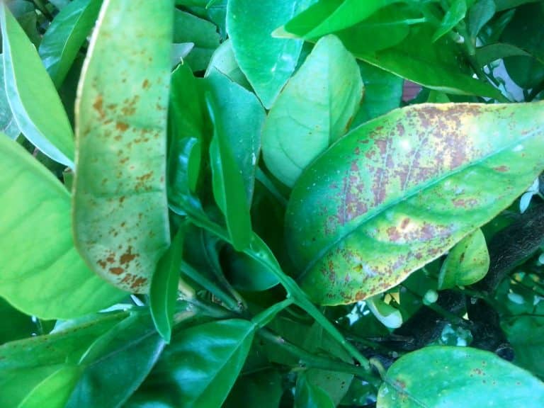 Corriger les carences en éléments nutritifs de vos plantes