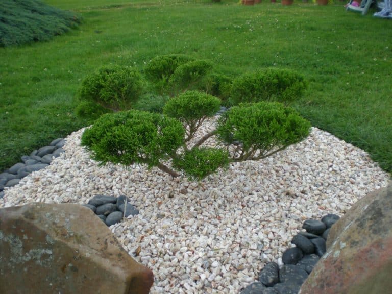 Orner vos murets en pierres de belles plantes