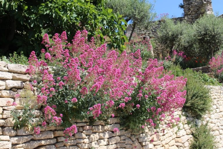Orner de belles fleurs vos murets en pierres