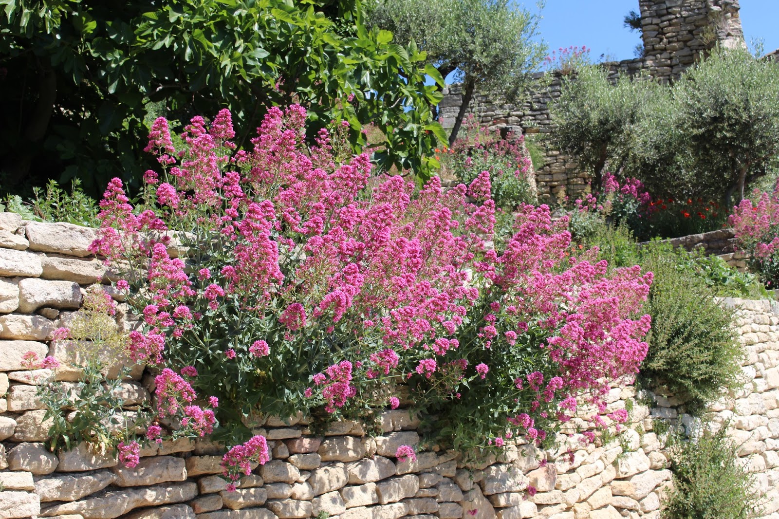 Orner de belles fleurs vos murets en pierres