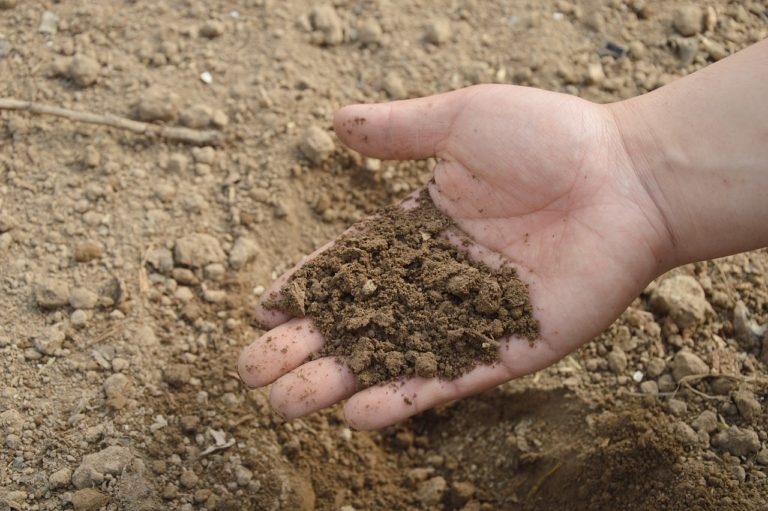 Connaître la nature du sol de votre potager