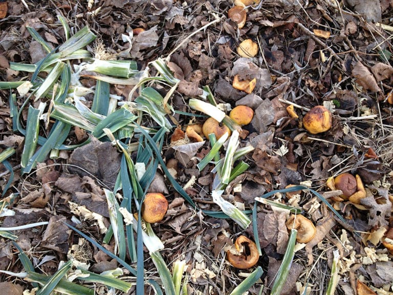 Potager : le compostage en surface