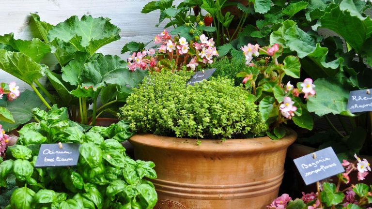 Adopter le jardinage biologique
