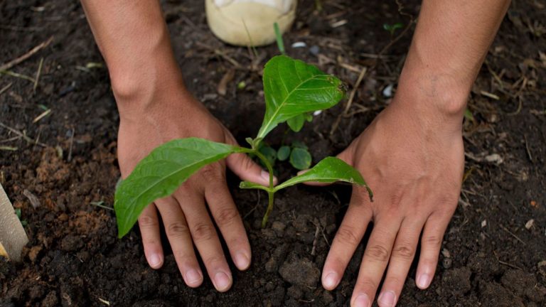 Quelques astuces concernant la plantation d&rsquo;un arbre
