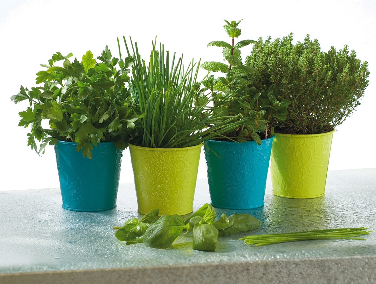 Les plantes aromatiques à ne pas rater