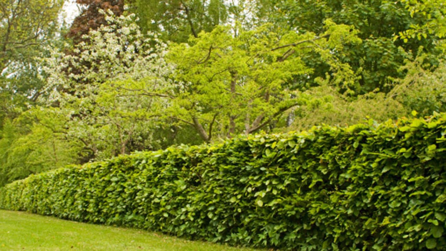 Pourquoi utiliser une taille haie thermique dans son jardin ?