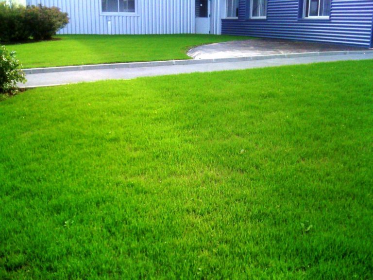 Les atouts du gazon synthétique pour son jardin