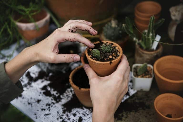Comment réduire le pH du sol ?