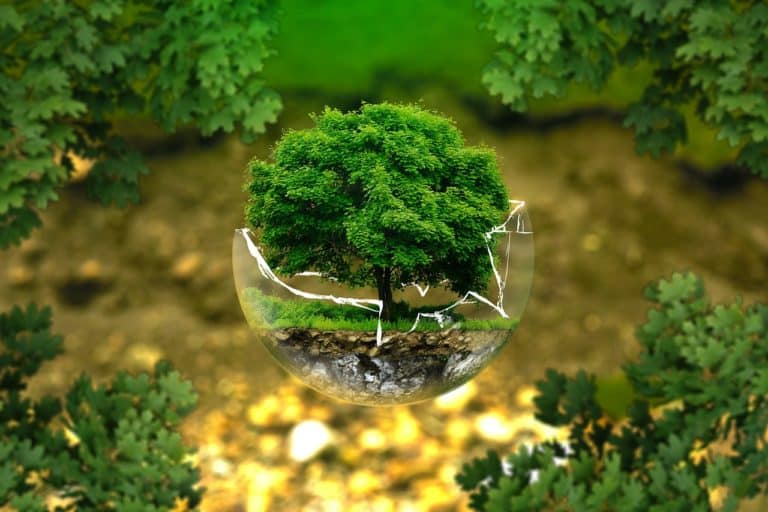 Planter des arbres peut-il atténuer le changement climatique ?