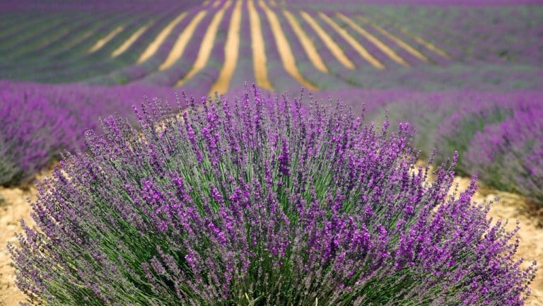 Comment faire pousser de la lavande ?