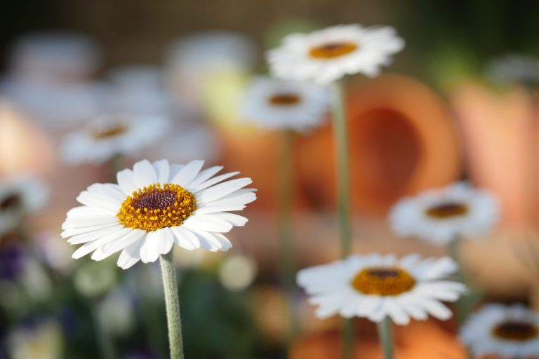Comment planter des marguerites dans votre jardin ?