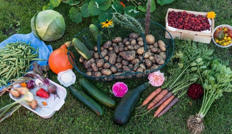 Construire un petit potager sur votre terrasse