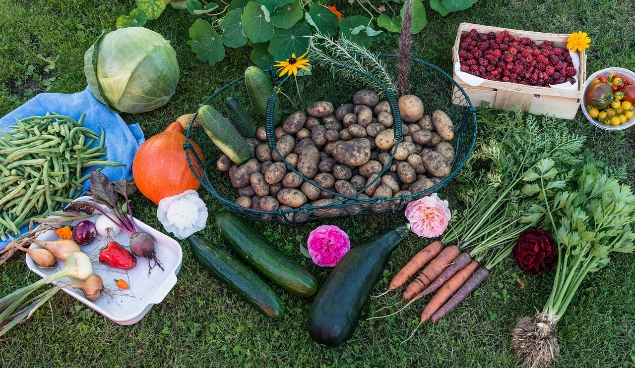 Construire un petit potager sur votre terrasse