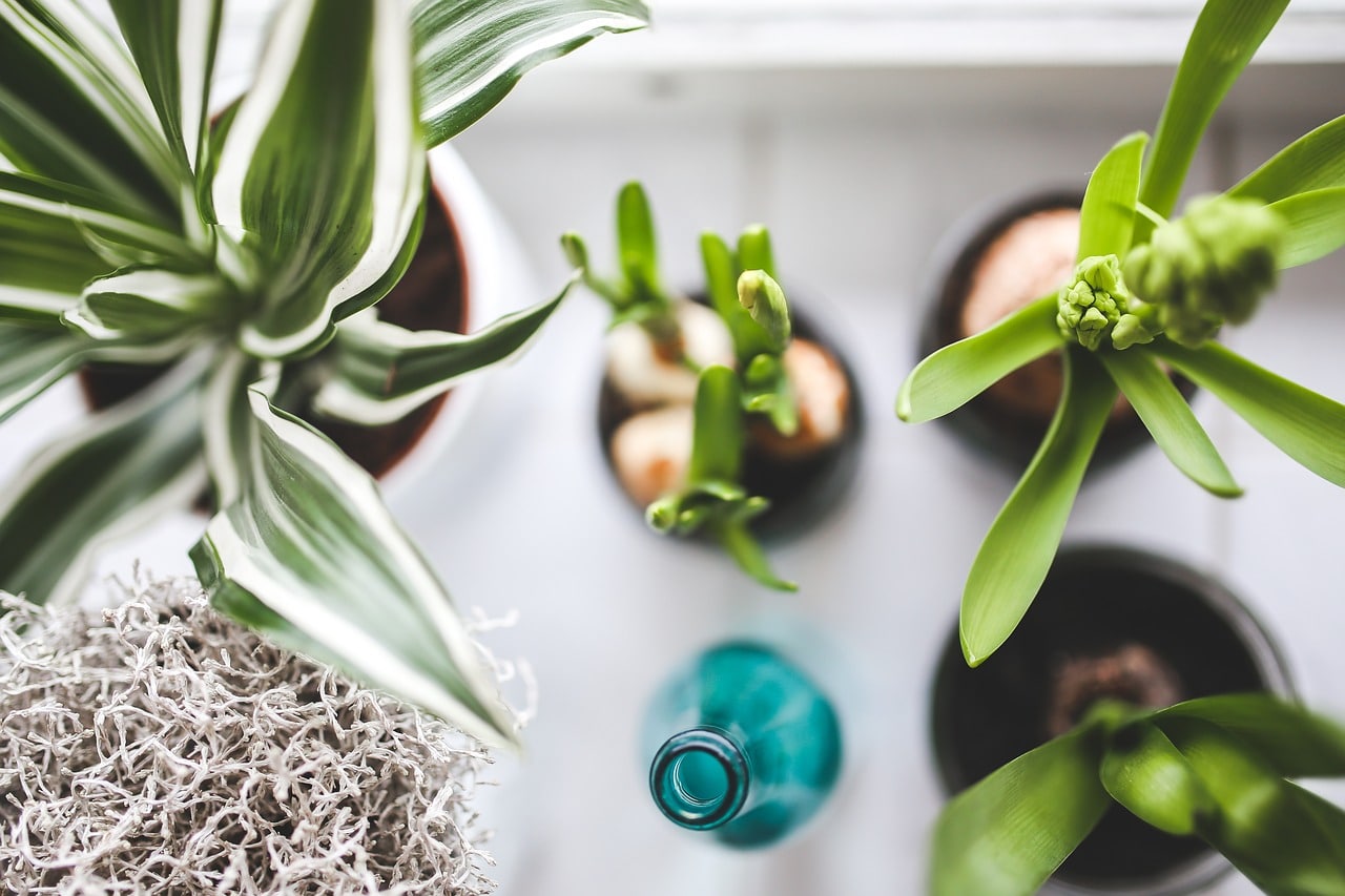 Quelques conseils pour intégrer des plantes d’intérieur
