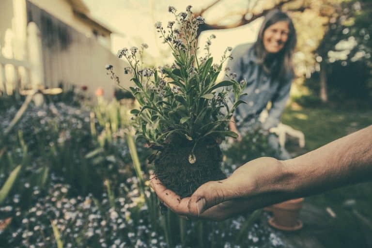 Comment réduire le temps consacré à l’entretien de votre jardin ?