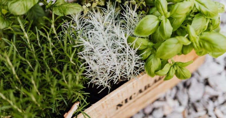 Comment cultiver des plantes aromatiques en pot ?