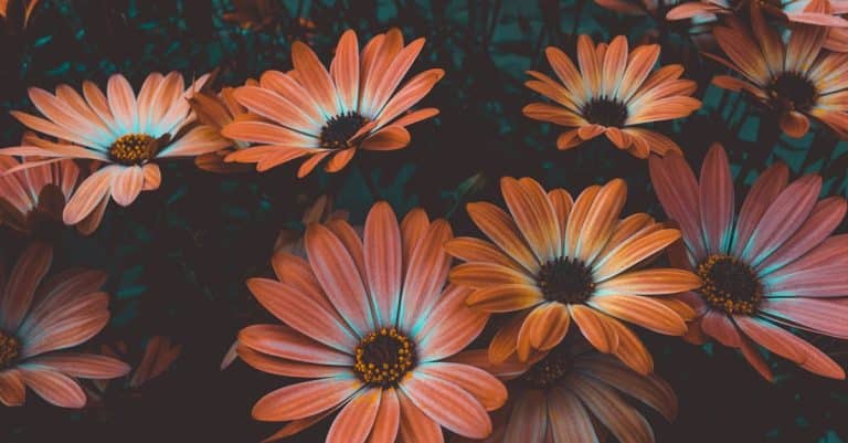 Pourquoi les fleurs éclatantes attirent-elles tant notre regard ?