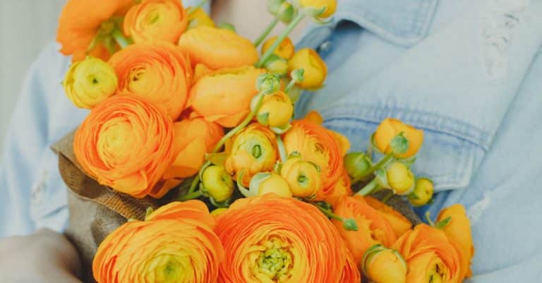 Quels sont les rosiers parfumés à planter dans votre jardin ?