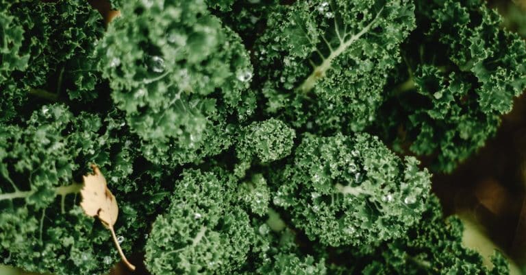 Comment jardiner sans produit chimique ?