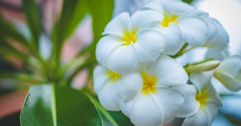 Comment pratiquer l&rsquo;art du jardin zen?