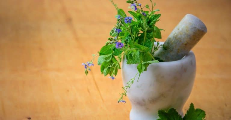 Quelles sont les plantes médicinales à cultiver ?