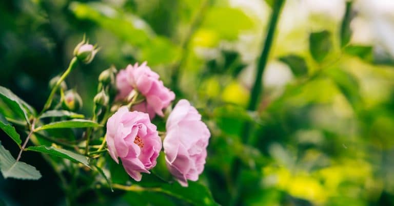 Comment embellir votre jardin avec des éléments naturels ?