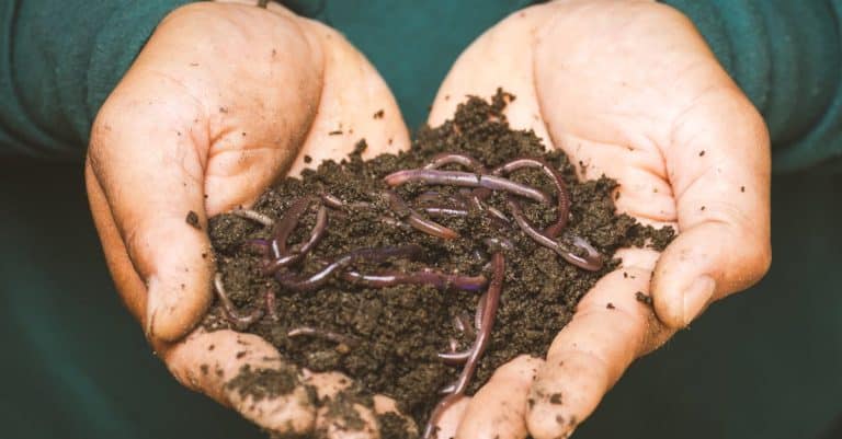 Comment pratiquer le compostage en tas dans son jardin ?