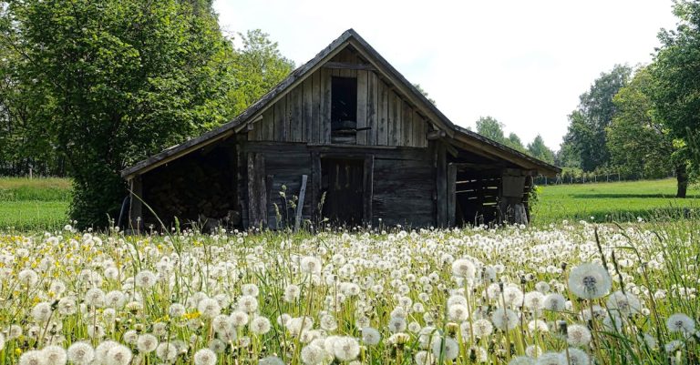 Quelles fleurs sauvages semer dans votre jardin ?