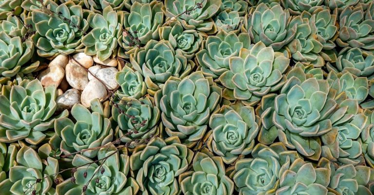 Comment avoir un gazon écologique sans arrosage ?