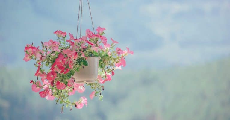 Comment créer un jardin suspendu sur son balcon ?