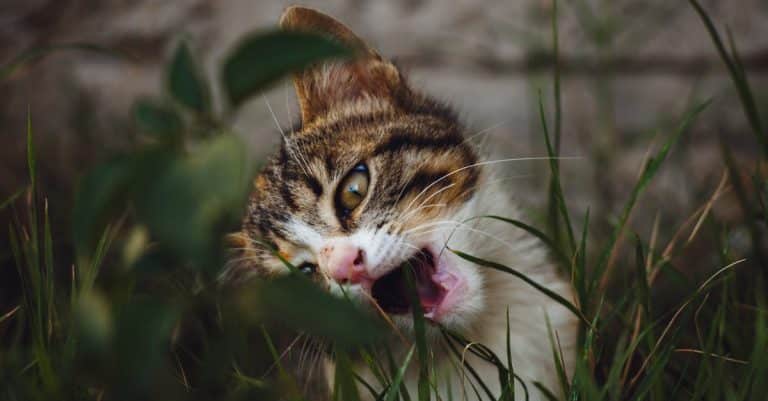 Les plantes carnivores : des prédateurs végétaux intrigants ?