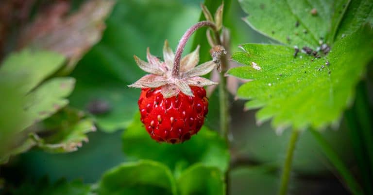Pourquoi créer un potager bio ?