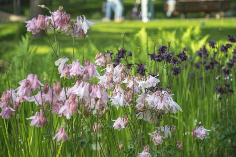 Quels sont les vivaces faciles à entretenir dans votre jardin ?