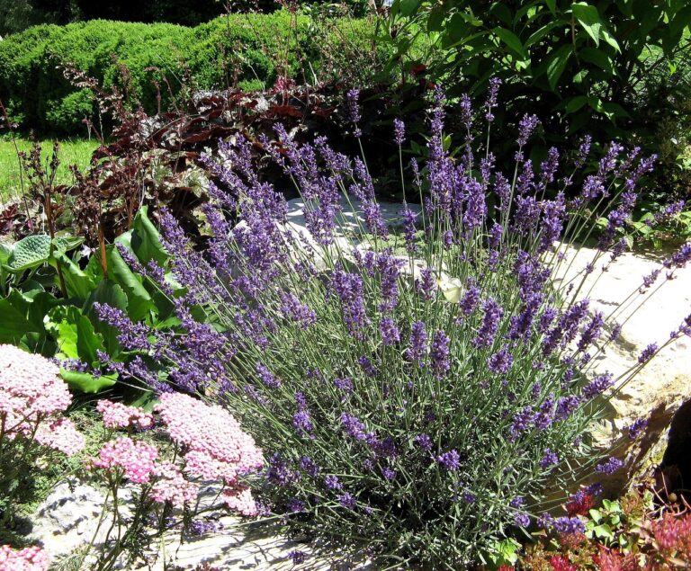Quelles sont les plantes vivaces parfumées à cultiver dans votre jardin ?