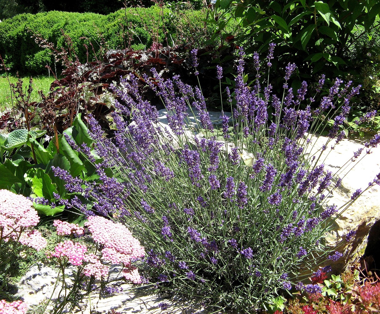 Quelles sont les plantes vivaces parfumées à cultiver dans votre jardin ?