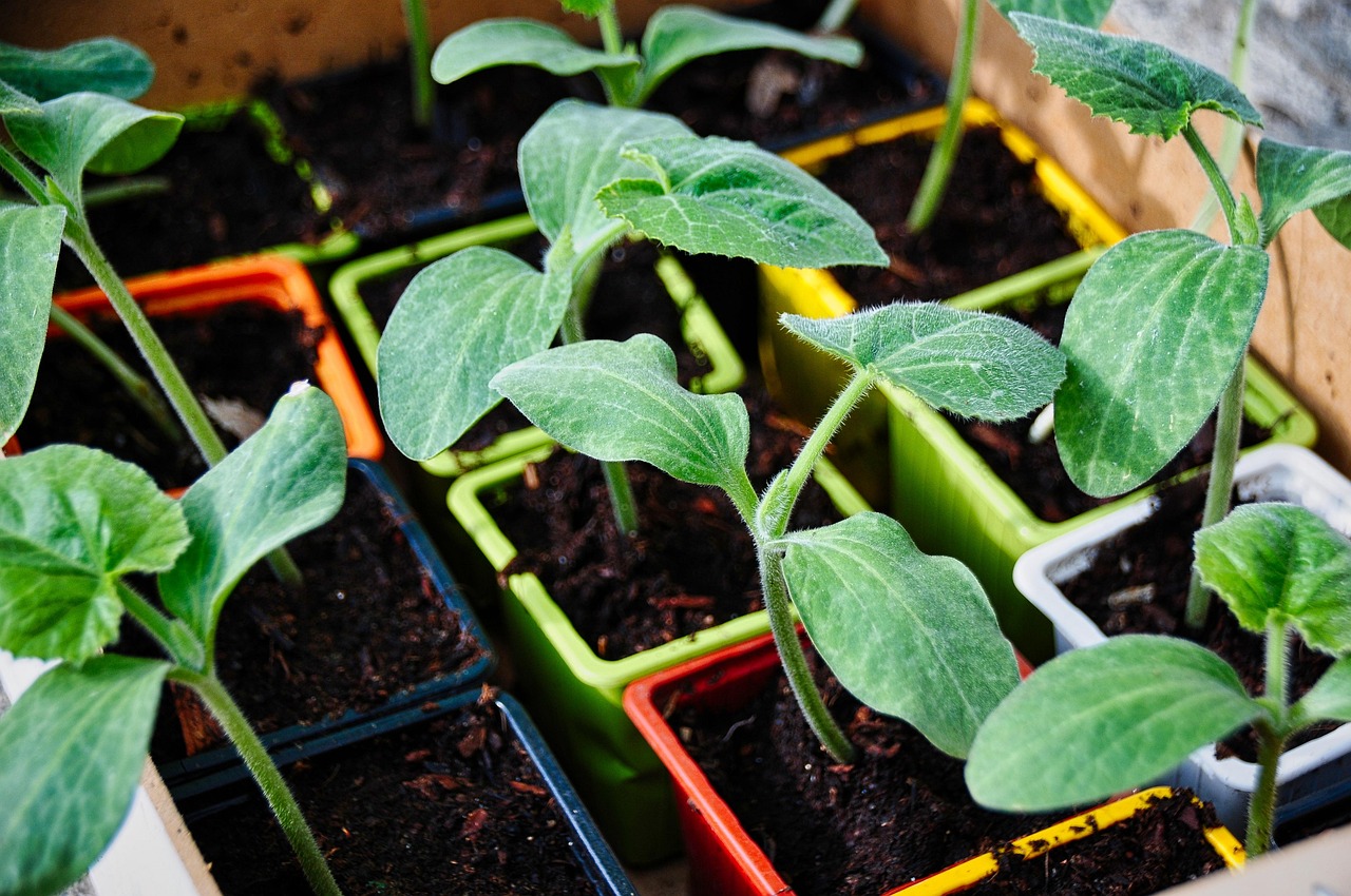 Quels sont les petits légumes à cultiver en pot ?