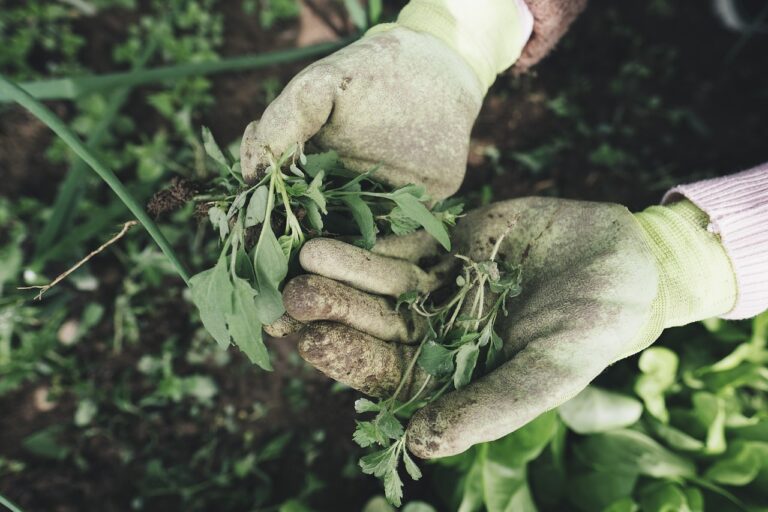 Comment désherber naturellement son jardin ?