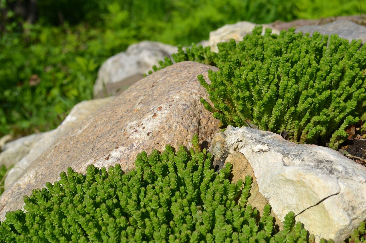Comment créer un jardin de rocaille ?
