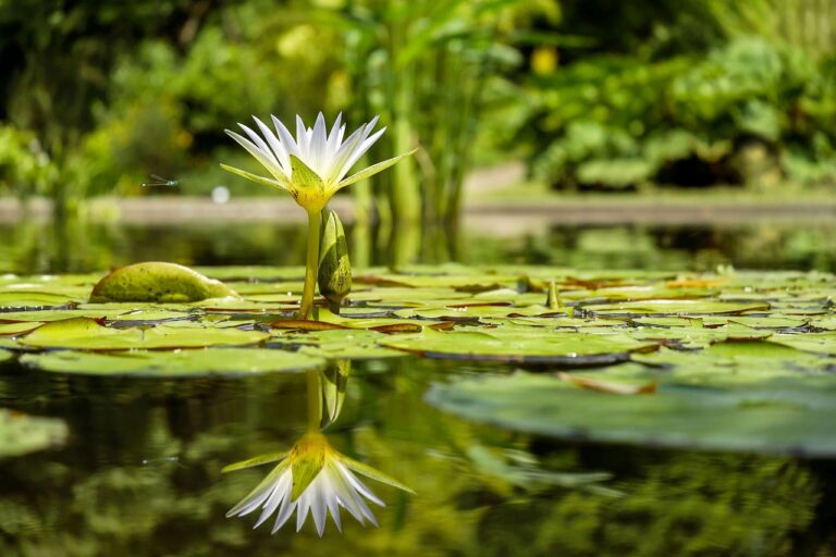 Comment réussir le jardinage aquatique dans un bassin ?