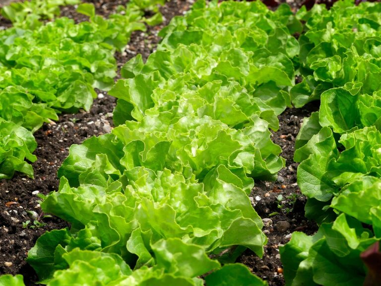 Pourquoi opter pour un potager en carré pour débutants ?